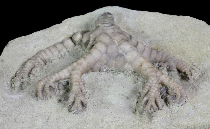 Onychocrinus Crinoid Fossil - Indiana #66041
